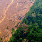 The world lost 8.1 million hectares of forest in 2024