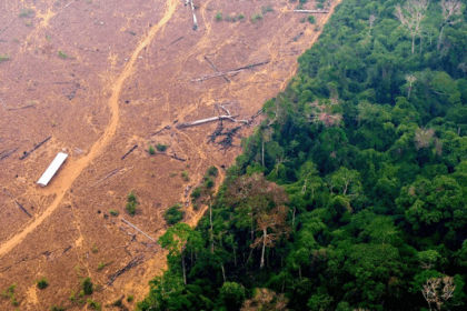 The world lost 8.1 million hectares of forest in 2024