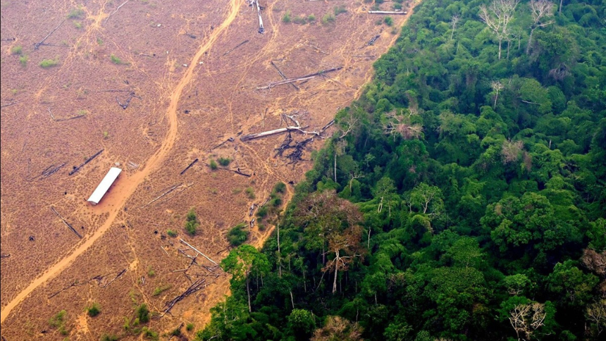 The world lost 8.1 million hectares of forest in 2024