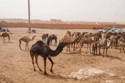 Guelmim camel market, Morocco's famous camel market [Source Away With The Steiners]