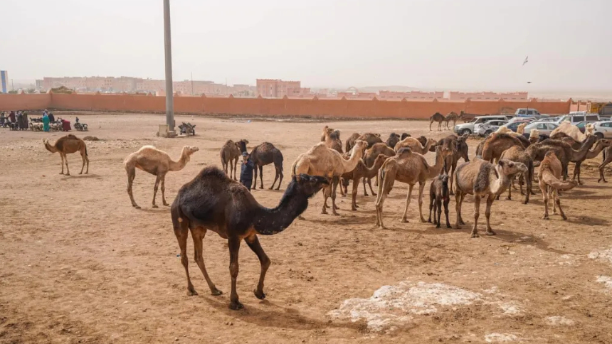 Guelmim camel market, Morocco's famous camel market [Source Away With The Steiners]